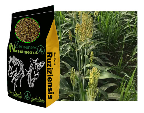 Sementes Brachiaria Ruziziensis 5kg Pastagem Resistente