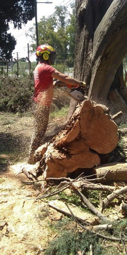 Imagen 5 de 5 de Poda En Altura,extracciones,talas,limpieza De Palmeras
