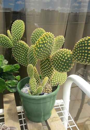 Planta Cactus Opuntia, Alas De Ángel, Orejas De Conejo Nopal