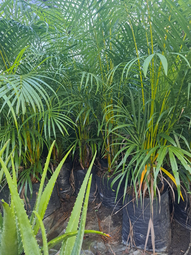 Plantas Al Mayor Grama Sespe 