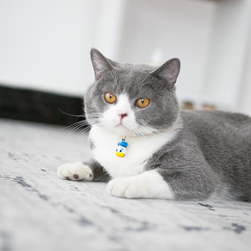 Collar Reflejante De Luz Para Perros Pequeños Y Gatos