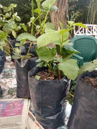 Imagen 2 de 5 de Planta De Frambuesa, Maceta De 5 Lts Huerta, Balcón,terraza