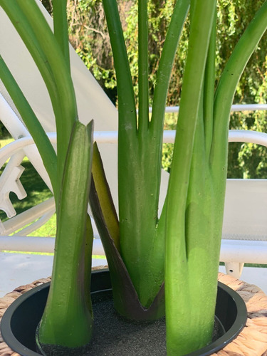 Plantas Artificiales Grande Deco Con Maceta Ave De Paraíso