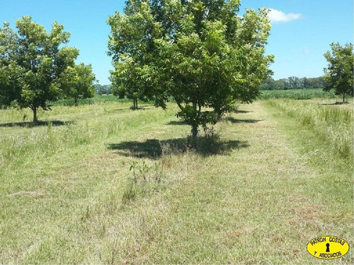 Imagen 7 de 13 de 1060ga-116 Has Zarate Agricolas S/ruta