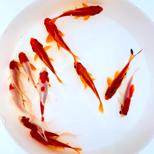 Combo De Peces Vivos Sarasa Y Cometa Para Estanques Y Acuari White, Red