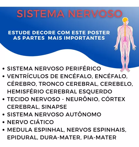 Painel de Anatomia Sistema Nervoso Mapas Escolares