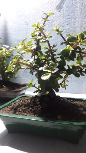 Bonsai Portulaca Afra | Pata De Elefante