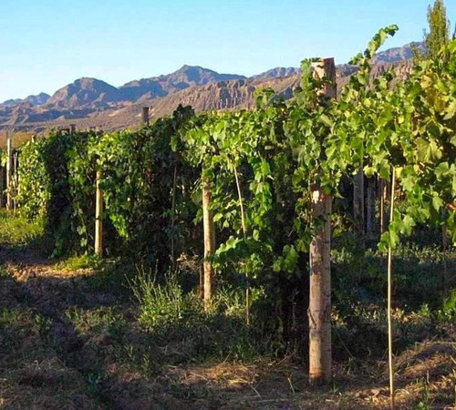 Finca S/lote 50 Has- Venta- Calingasta- San Juan