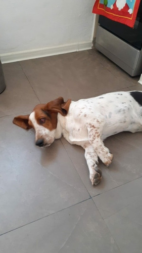 Imagen 2 de 6 de Momta De Basset Hound