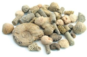 Kit Clasificación Fossil