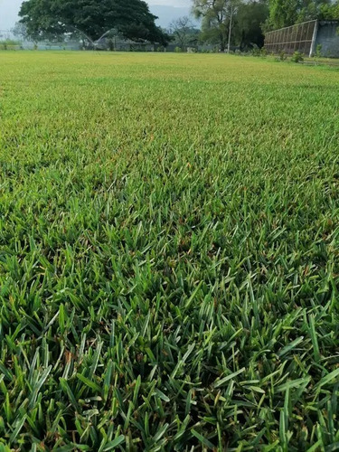 Semillas De Pasto Grama Agustin Alta Calidad, Uso Rudo 1 Kg