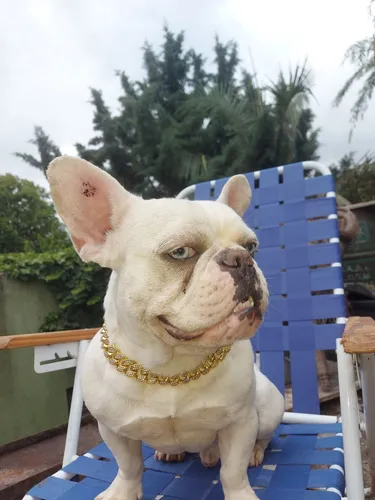 Bulldog Francés Macho Para Monta,stud. Lilac Platinum Kca
