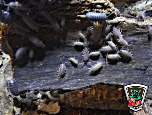 Cochinilla Isopodo (armadillidium Vulgare) 30pz