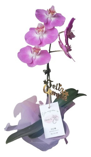 Orquídeas Naturales Decoradas Para Regalo