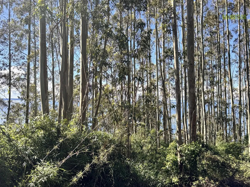 Parcela En Venta En Puerto Varas De 1,2 Ha