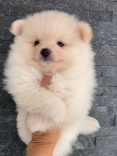 Imagen 2 de 8 de Pomerania Importados Exclusivos Calidad