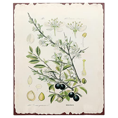 Botanical Blackthorn Tree Print Wall Art Metal Tin Sign...