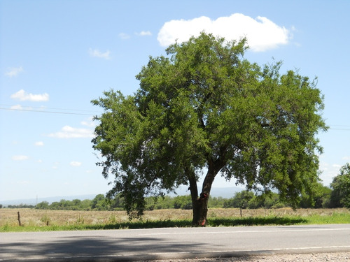 Semillas De Tala Árbol Nativo X 20 Unid. 