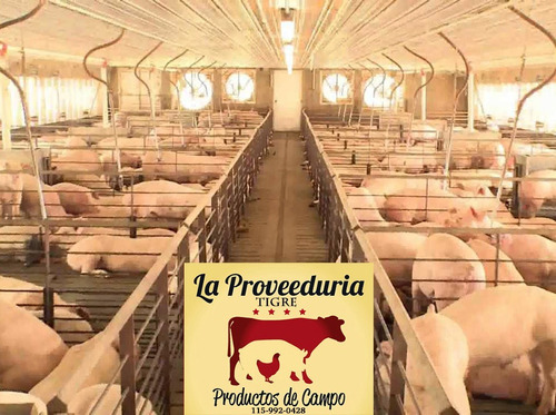 Media Res De Cerdo Frescas - Productores De Genetica