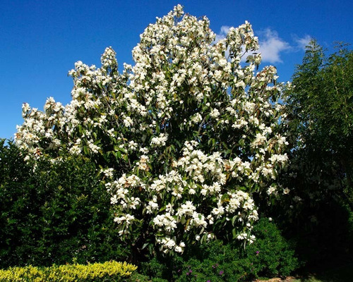 Imagen 1 de 8 de Magnolio, Magnolia. Magnolia Grandiflora Ejemplar (seña)