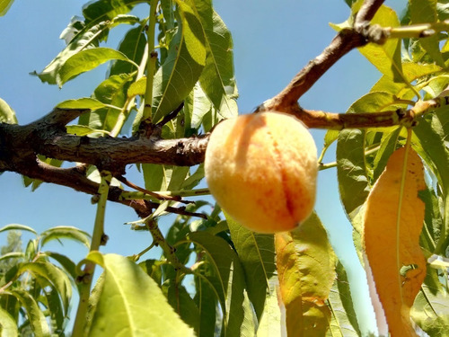 Imagen 5 de 25 de Venta De Finca 14 Ha En Producción - San Rafael Mendoza