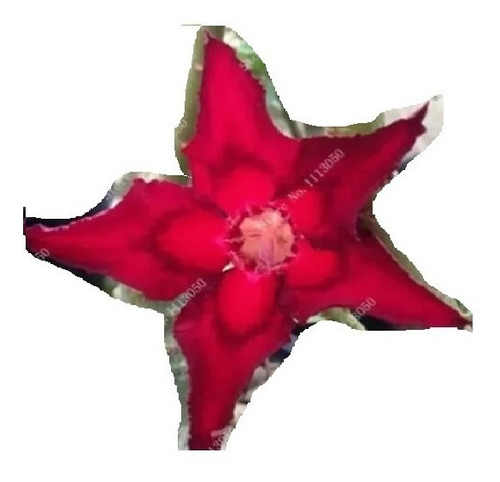 05 Sementes De Rosa Do Deserto Estrela Vermelha Dupla | Parcelamento sem  juros