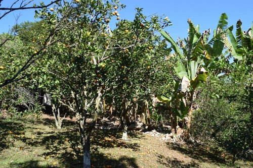 Imagem 16 de 24 de Chácara Com 2 Dormitórios À Venda, 8882 M² Por R$ 450.000,00 - Taboão - Mogi Das Cruzes/sp - Ch0088