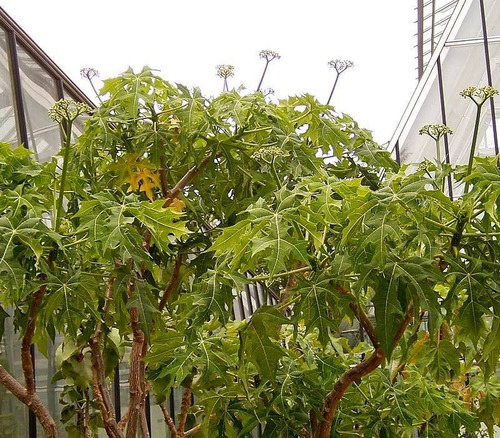 500 Gramos Chaya Partes Aereas Secas Infusion