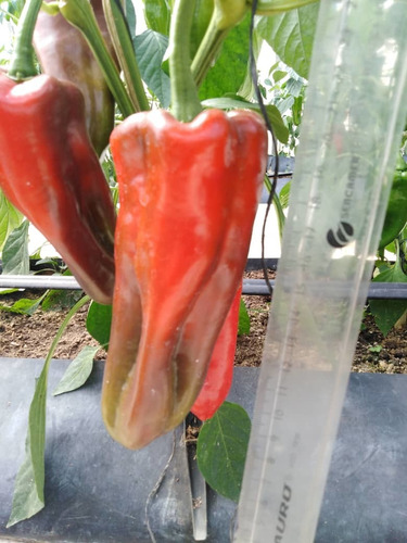 Imagen 19 de 20 de Finca En Carabobo Bejuma Aa