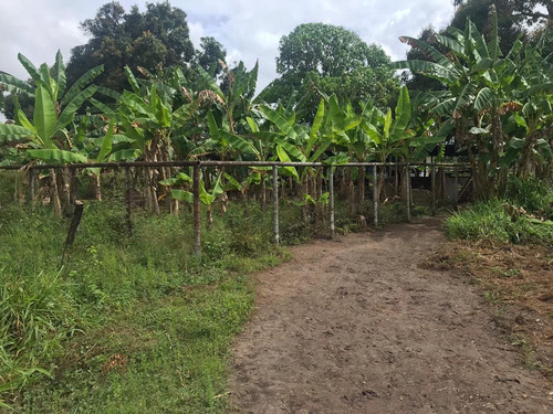 Imagen 10 de 14 de Se Vende Finca En La Vía Al Sur