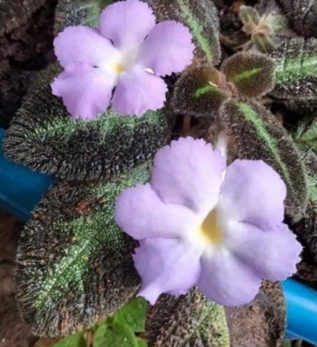 Episcia Color Lila