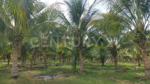 Venta De 5 Has. Sembradas Con Palma De De Coco En Coquimatlán, Colima.