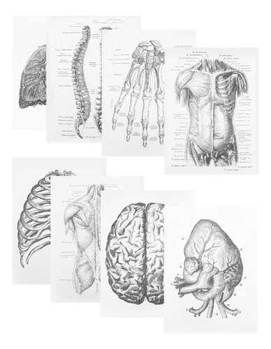 Anatomía Humana