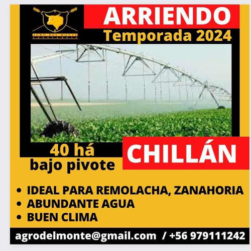 Arriendo 40 Ha, Bajo Pivote, Chillán