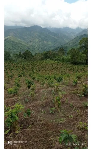 Se Vende Finca Cafetera Génova Quindío