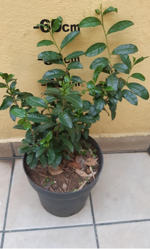 De Semilla Planta Camelia Sinensis, Planta Del Té Negro Rojo