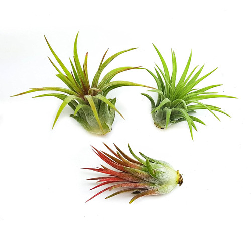 Plantas De Aire Tillandsia Ionantha Cultivadas Selva Tr...