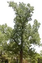 Comprar Sauce Gigante-,alamo Conti,-sauce Lloron Vivero Sol