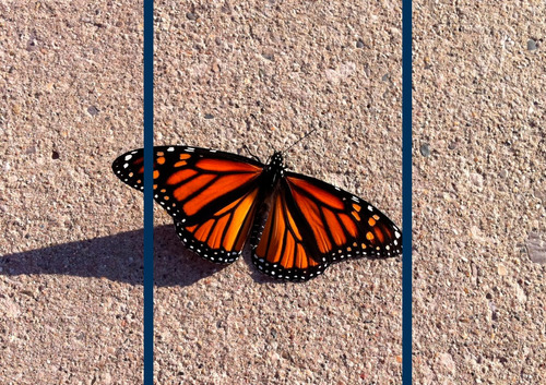 Cuadro Decorativo Mariposa Animal Monarca En 3 Piezas 
