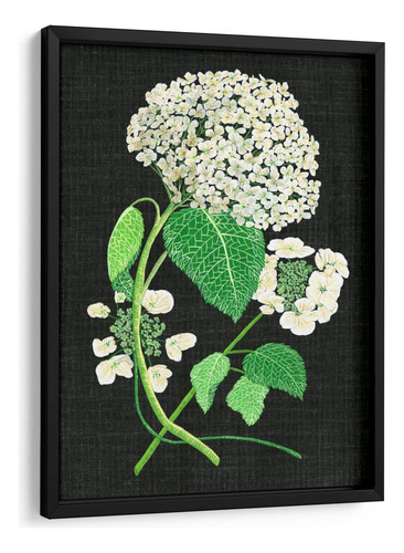 Cuadro Enmarcado Negro Estudio De Hydrangea Blanco Ii 60x80