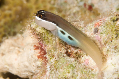 Ecsenius Bimaculatus - Pez Marino