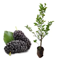 Comprar Kit Com 3 Mudas De Amora Big Portuguesa - Já Produzindo!