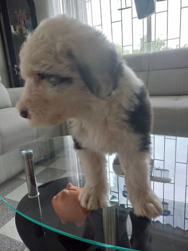 Imagen 5 de 8 de Cachorros Viejo Pastor Inglés (ovejero)