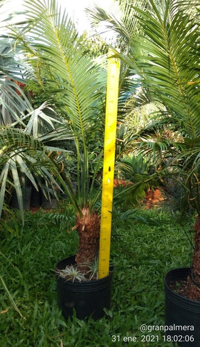 Palmera Cyca Circinalis - Deco, Piscinas, Paisajismo