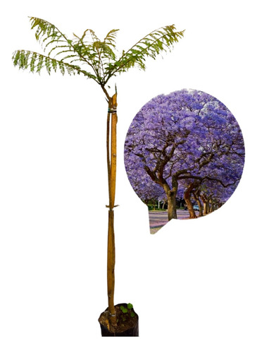 Planta Árbol Parecido A La Jacaranda