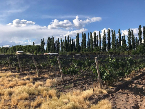 Finca Productiva Colonia Helena San Rafael Mendoza