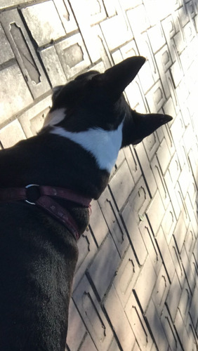Imagen 6 de 7 de Boston Terrier Doy En Adopción