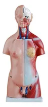 Comprar Torso Bissexual Dividido Em 24 Partes De 45 Cm De Altura