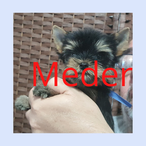 Imagen 3 de 5 de Yorkshire Terrier