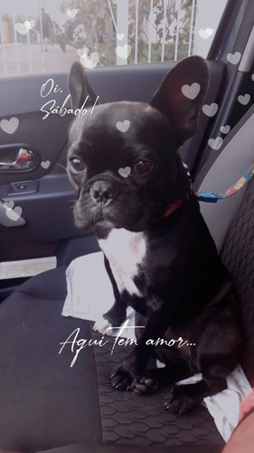 Imagem 3 de 5 de Ubet Pet Transporte De Pets